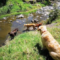 Yarra Trail