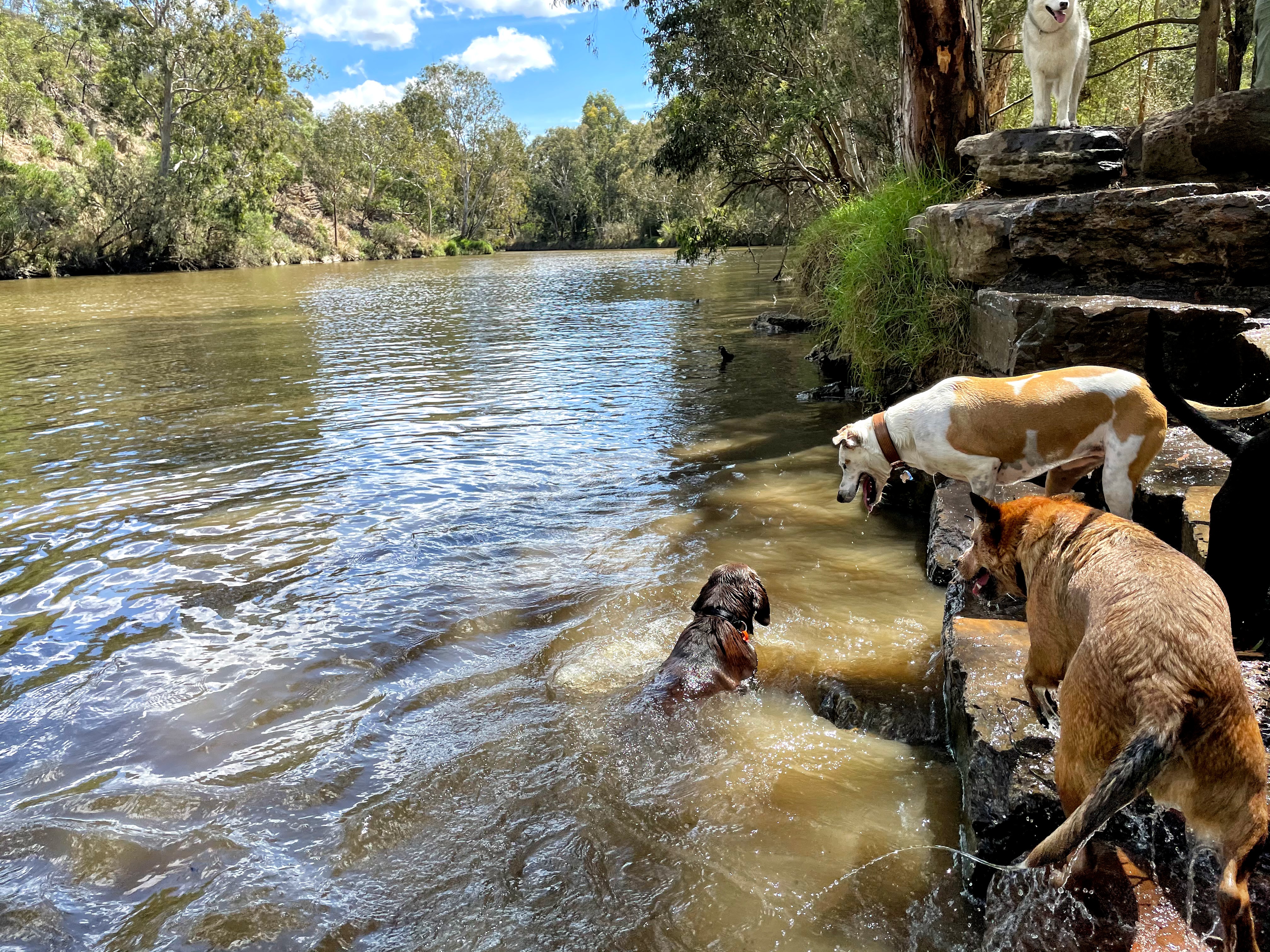 Three dogs enjoying an outdoor adventure together