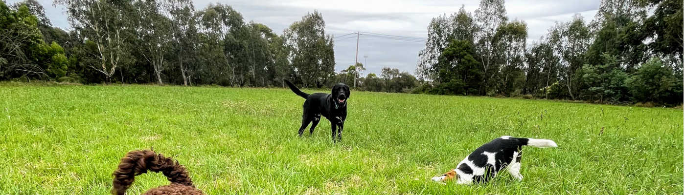 Regional coverage visual for dog walking service areas