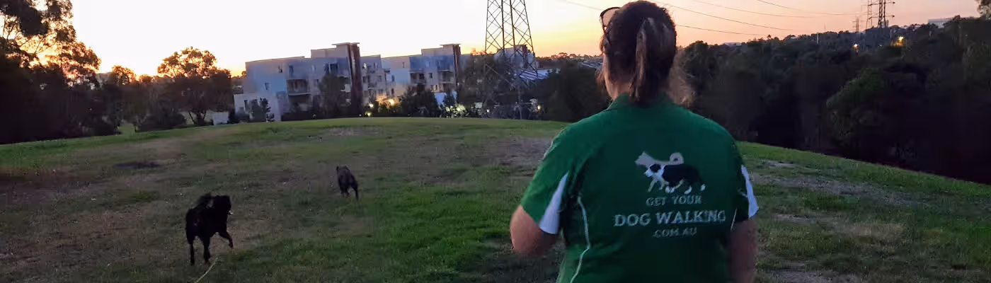Dogs on an adventure run at sunset